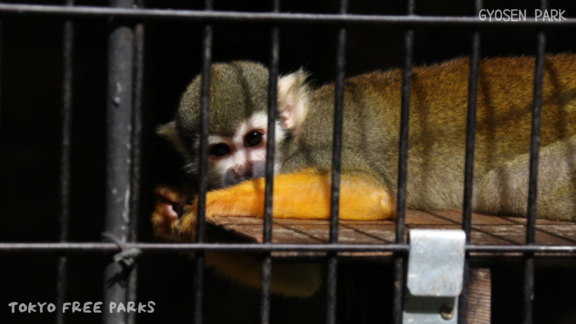 squirrel monkey